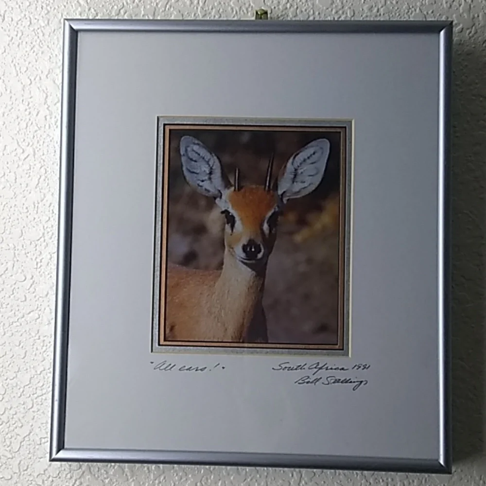 Framed Photo of Steenbok Antelope 